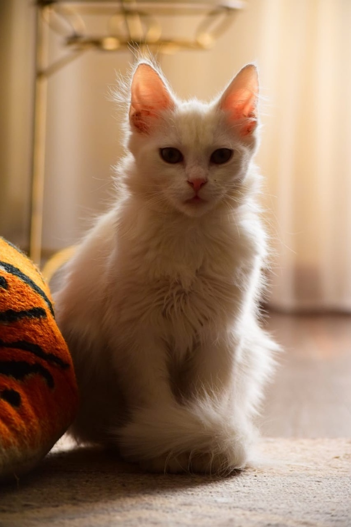 Before and after - absolutely white kitten. Transformation. - My, cat, It Was-It Was, Help, Volunteering, Catomafia, The photo, Longpost, Helping animals