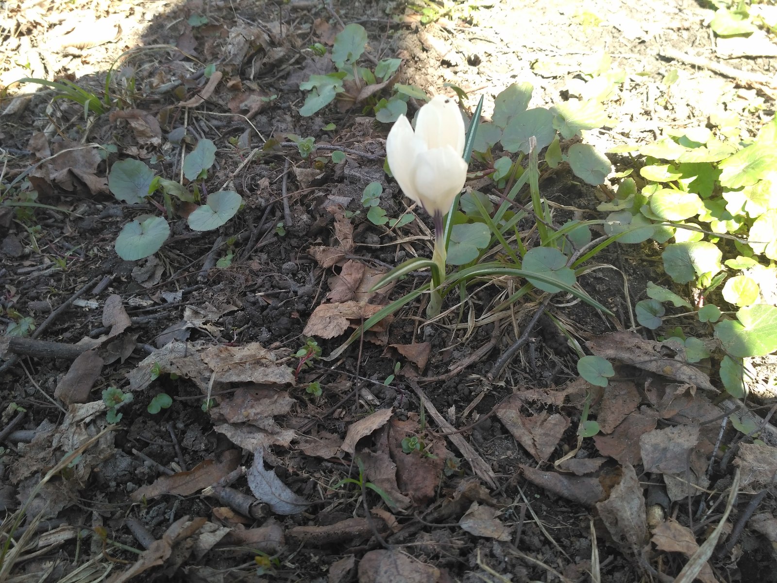 Humans, you are not hopeless. - My, Crocus, Flowers, The photo, Primroses, Longpost