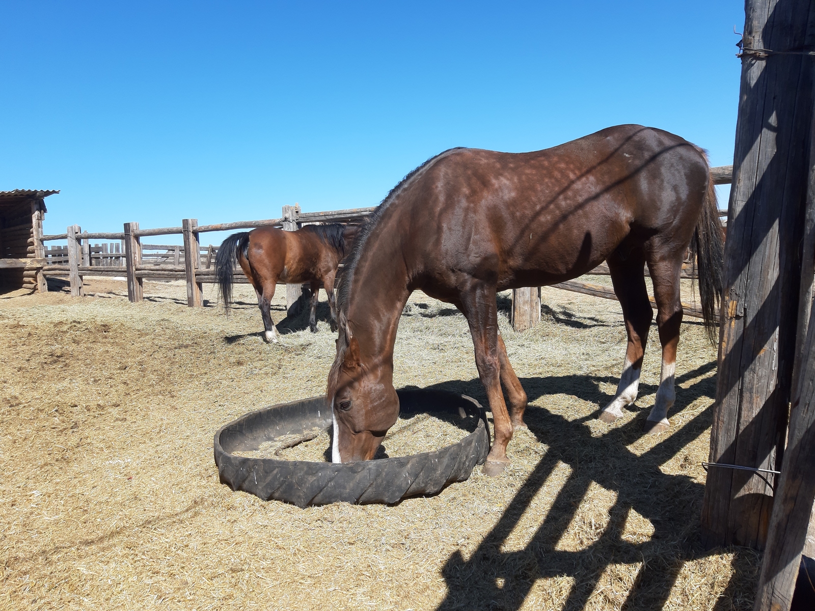 Looking for a heavy truck. - My, Nerchinsk, Horses, Heavy duty truck, Nature, Stud Farm, Video, Longpost