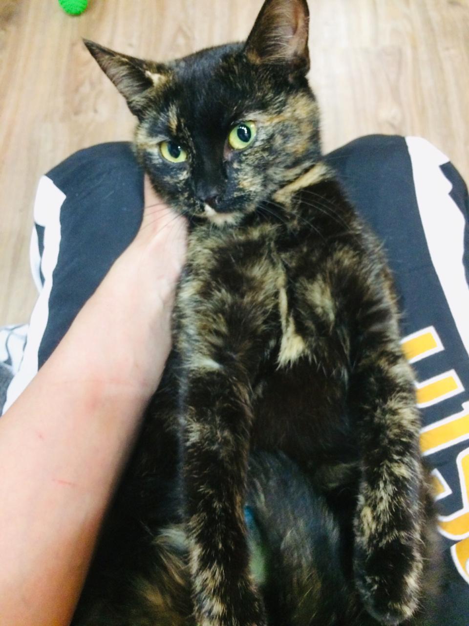 Brownie without a home. [The cat went to a new home] - My, cat, Search, In good hands, Help, No rating, Saint Petersburg, The photo, Longpost, Helping animals