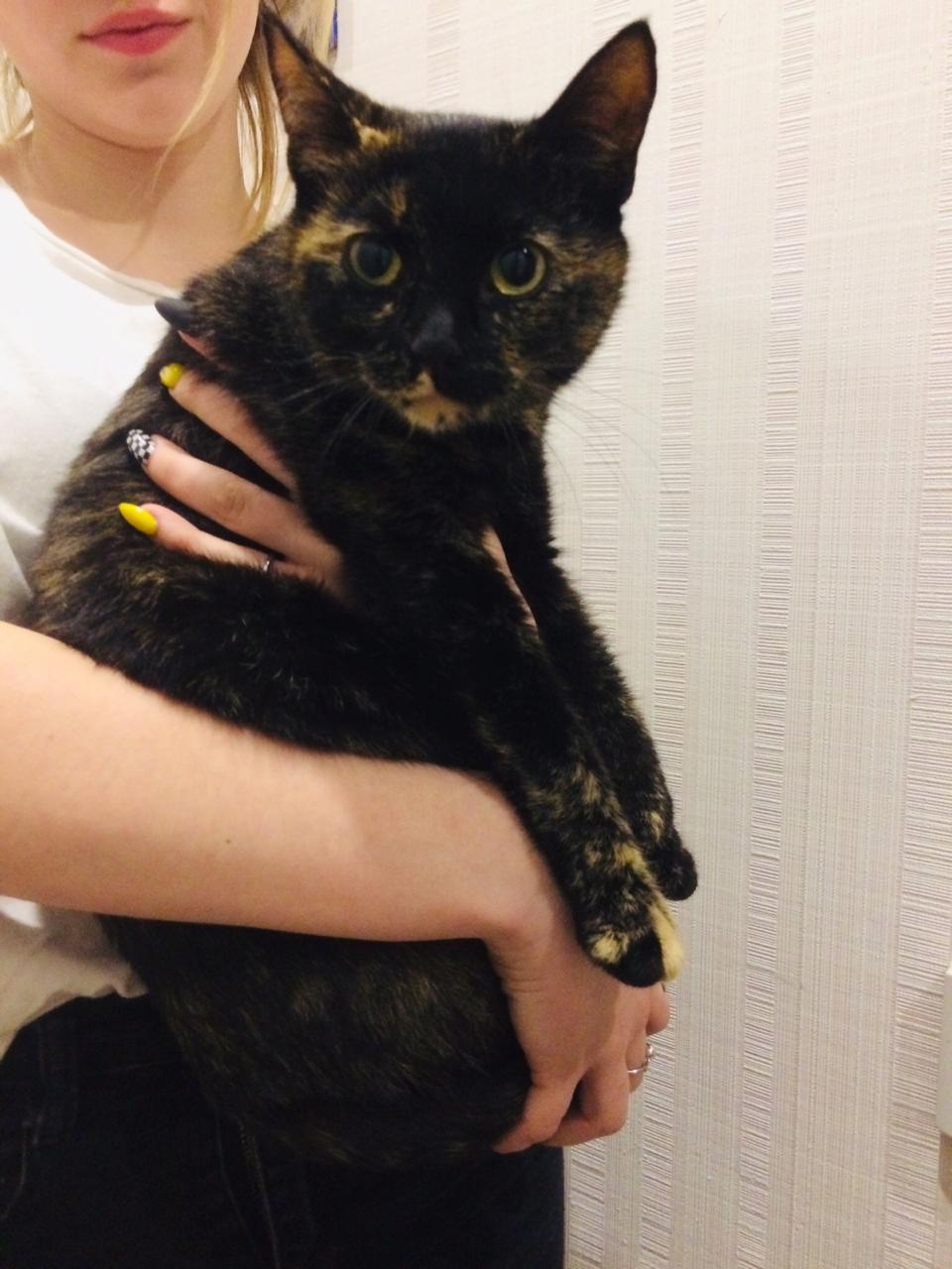 Brownie without a home. [The cat went to a new home] - My, cat, Search, In good hands, Help, No rating, Saint Petersburg, The photo, Longpost, Helping animals