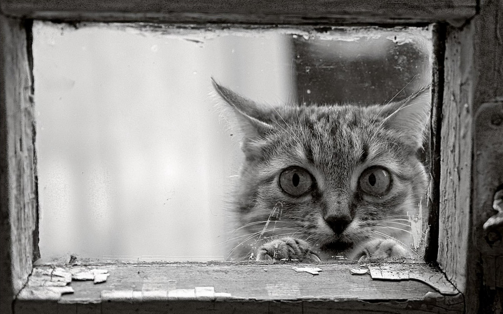 Well, what is there? - cat, Peeps out, Fearfully, The photo, Longpost