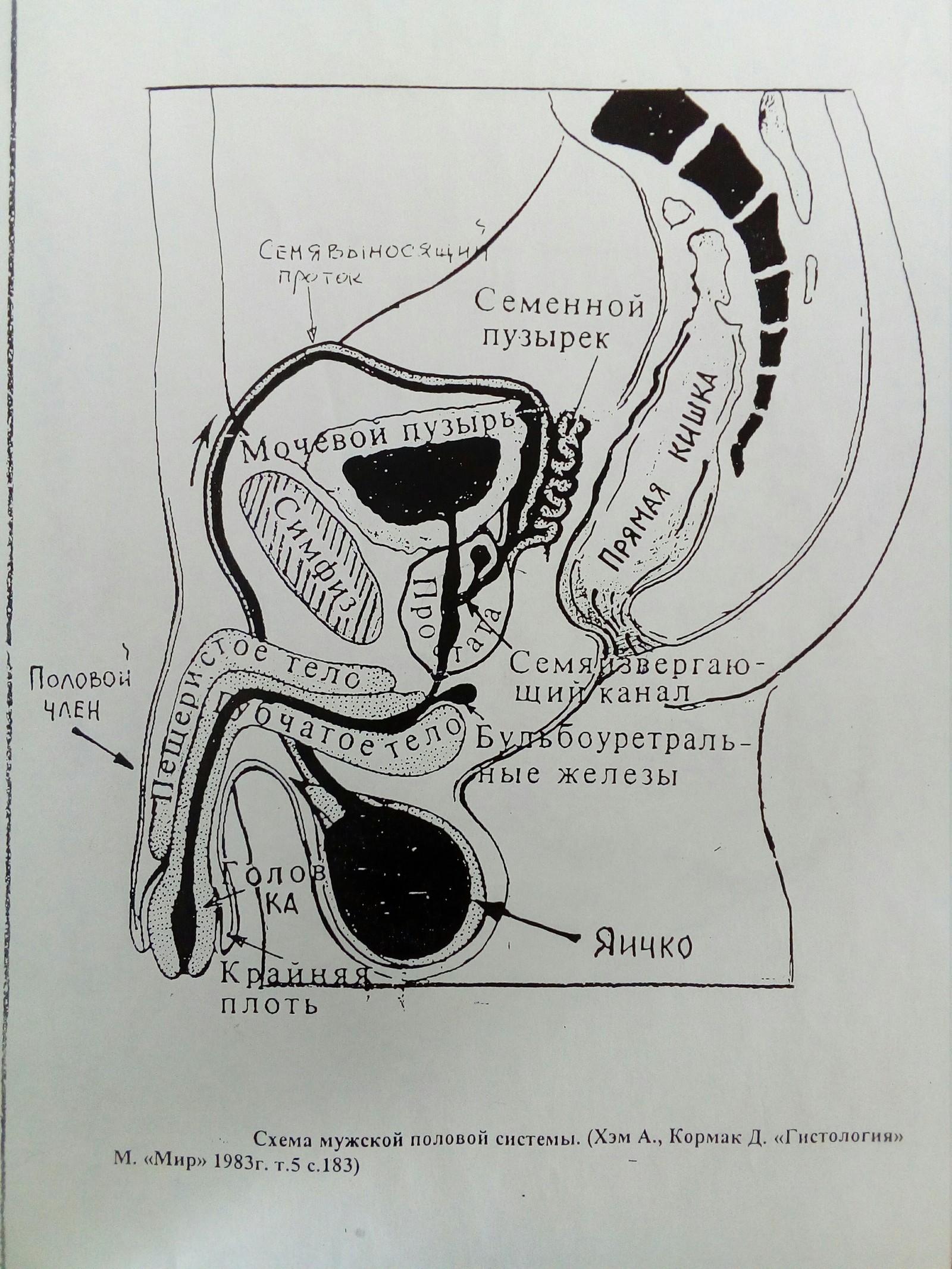 Science is not erotica - NSFW, My, Anatomy, Penis, Photo on sneaker