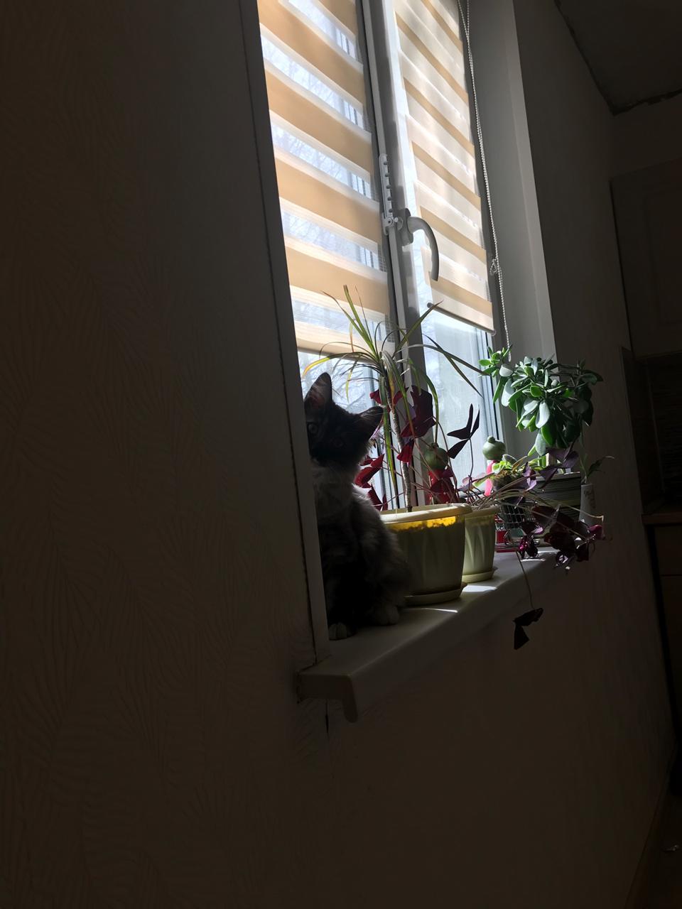 Kurilian bobtail girl 4 months - My, cat, Window