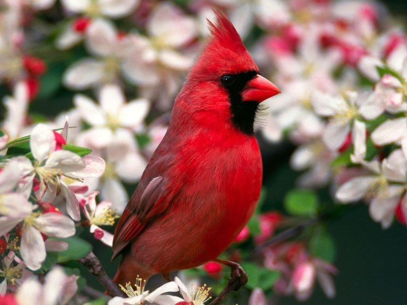 Red cardinal chicks - My, Birds, , Chick, Red Cardinal, Christmas trees, USA, Video, Longpost