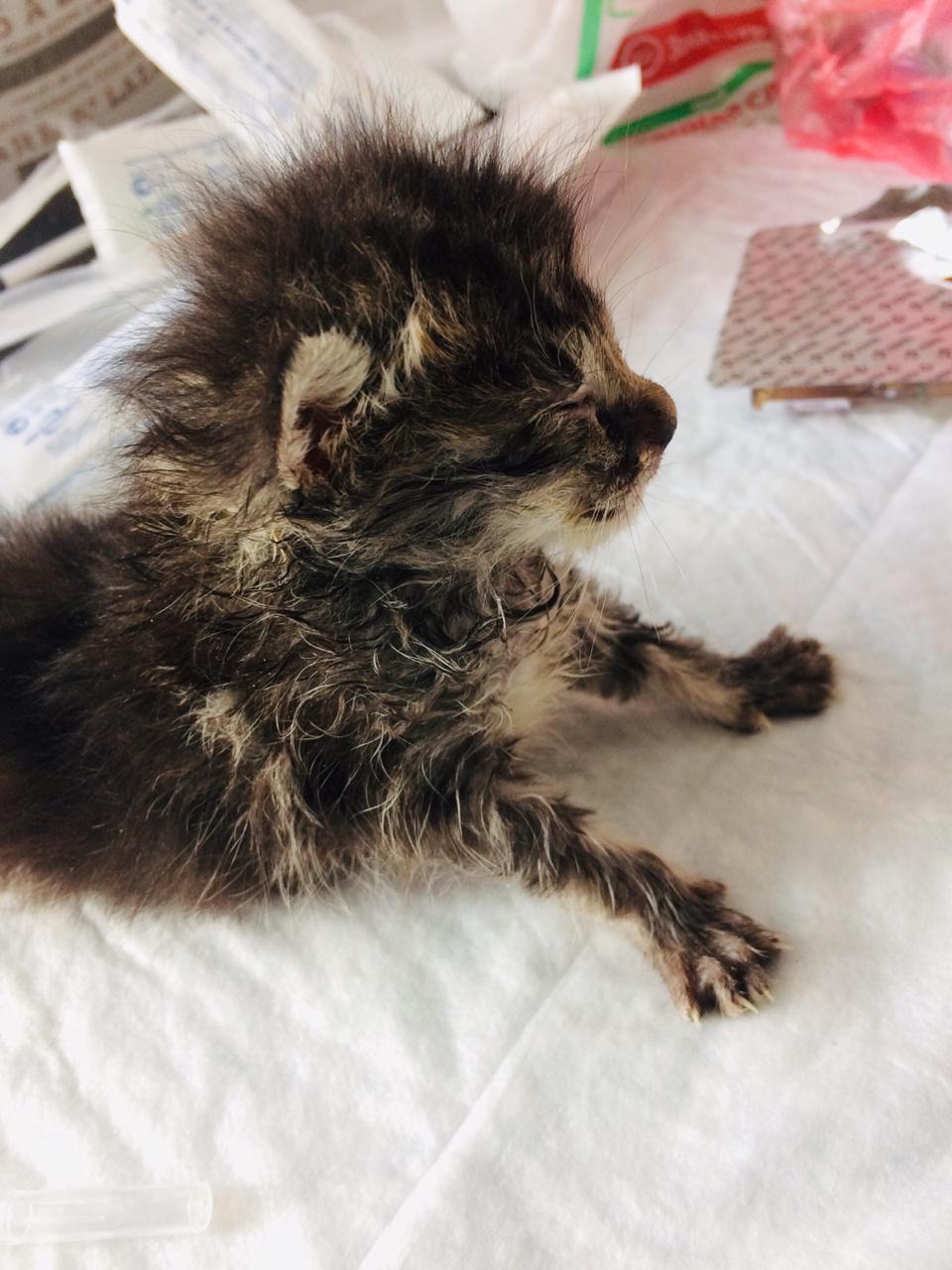 What leads to improper feeding and maintenance of nursing kittens. - My, Kittens, cat, Help, Volunteering, , The photo, Longpost, Saint Petersburg, Helping animals