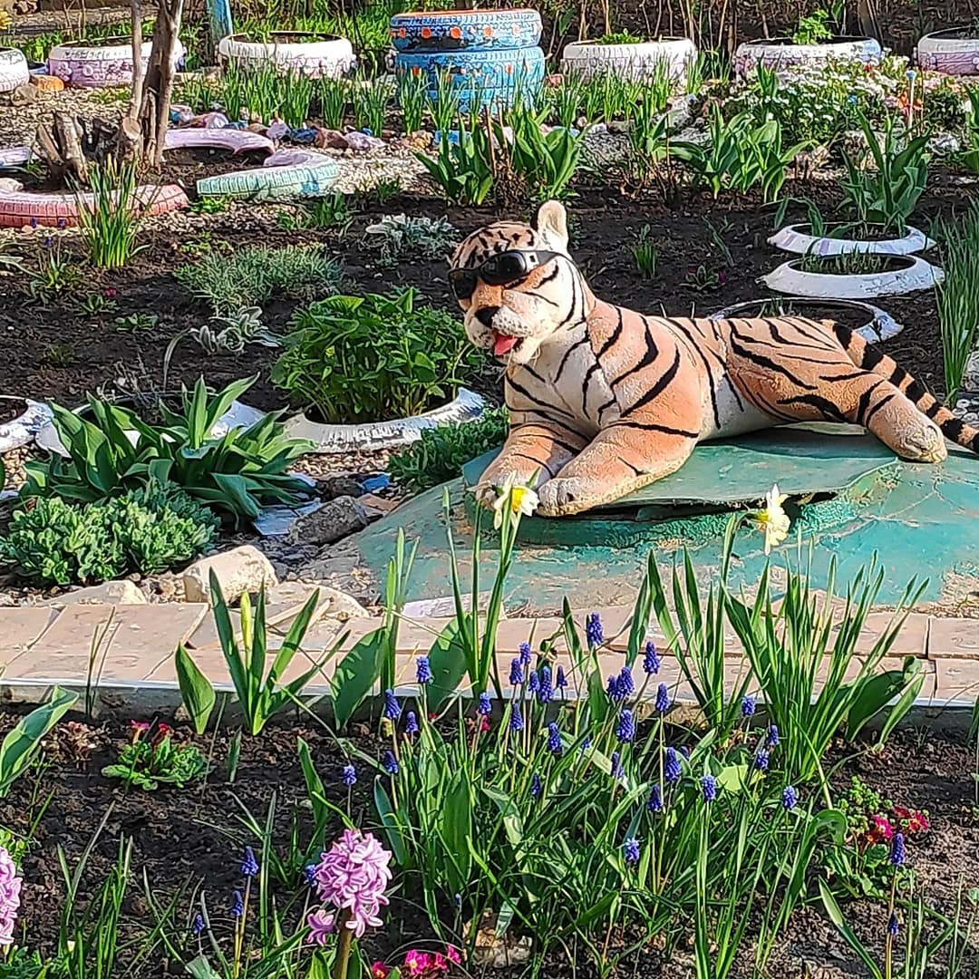 About spring - My, Flowers, Spring, The photo, cat, , Longpost, Courtyard