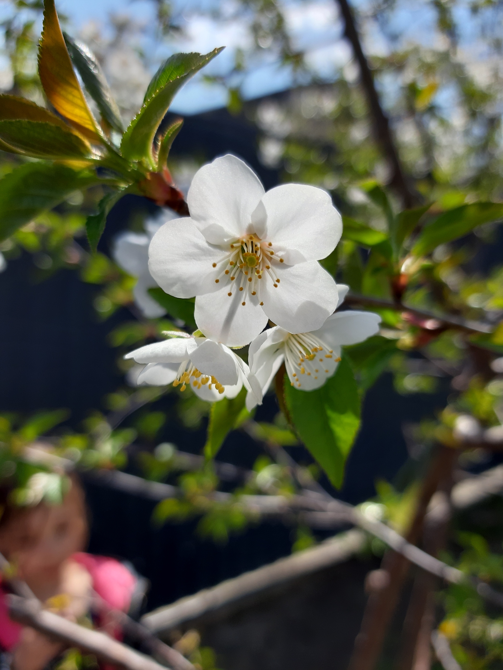 Spring is a source of cool photos! - My, Spring, Flowers, Cherries, Longpost