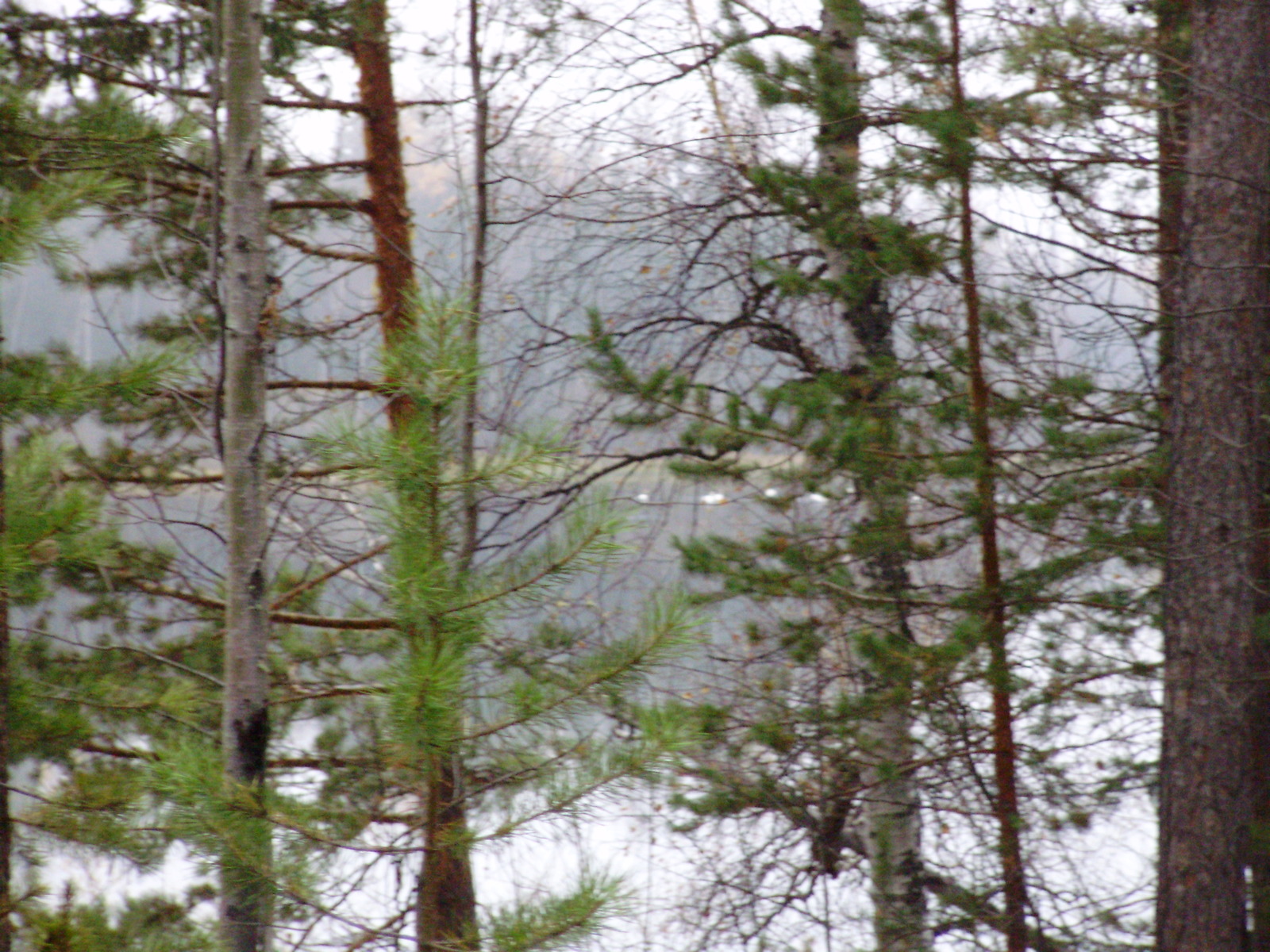 Hunting. - My, Longpost, Hunting, Work, Forest, Taiga, beauty, Liberty