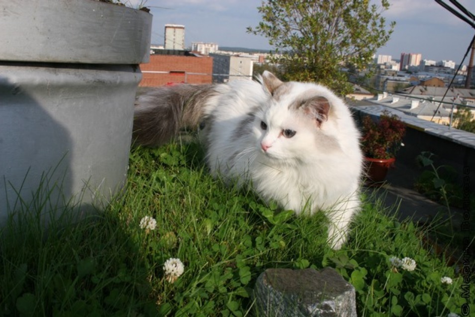 In Yekaterinburg, a garden on the roof of a 9-storey building was destroyed, which was broken by a local 18 years ago - Yekaterinburg, Management Company, Garden, Tree, Longpost, Roof, Negative