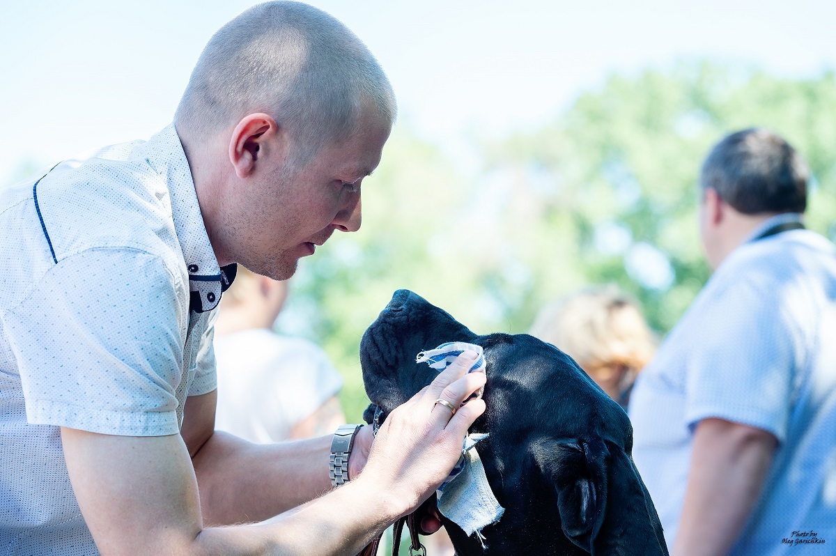 I continue to publish reportage pictures from dog shows that took place in the South of Russia in 2018, pleasant viewing))) - My, Dog, Dogs and people, Dog lovers, Dog days, Dog show, Animalistics, Longpost