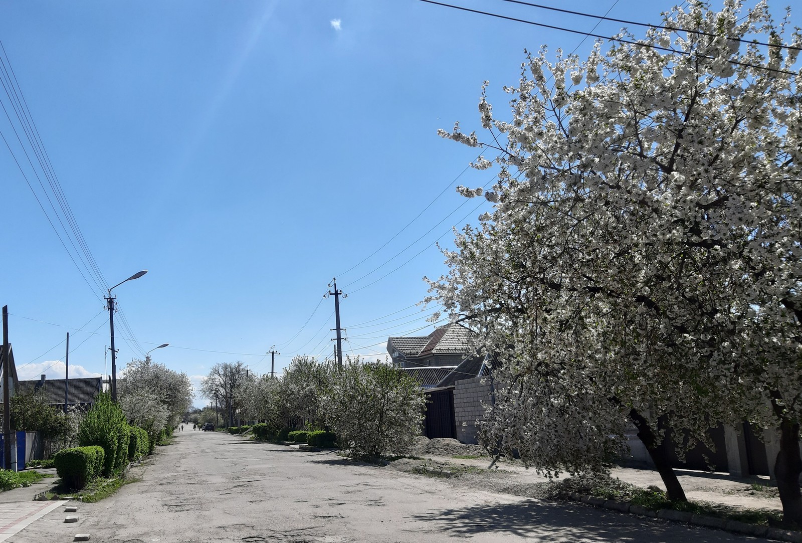 Blooming streets - My, Spring, The photo, Bloom, Longpost