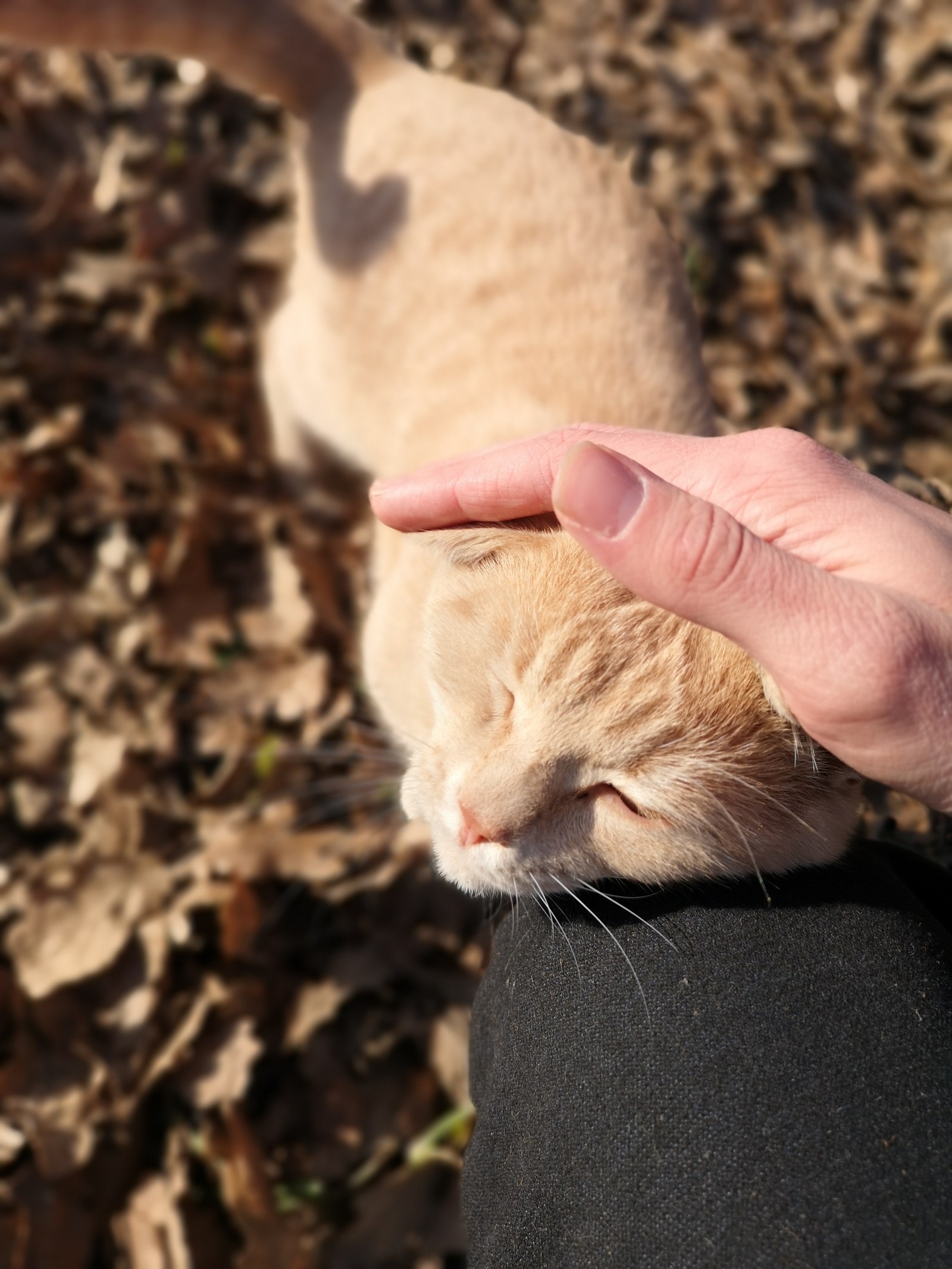 Утро доброе) - Моё, Прогулка, Кот, Друзья, Утро, Котомафия, Комментарии, Красота, Пушистые, Длиннопост