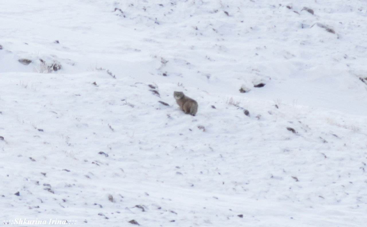 Winter at the border - Day 4 - My, Altai, Mountain Altai, Winter, Russia, Travel across Russia, Travels, Chui Valley, The mountains, Longpost, Altai Republic