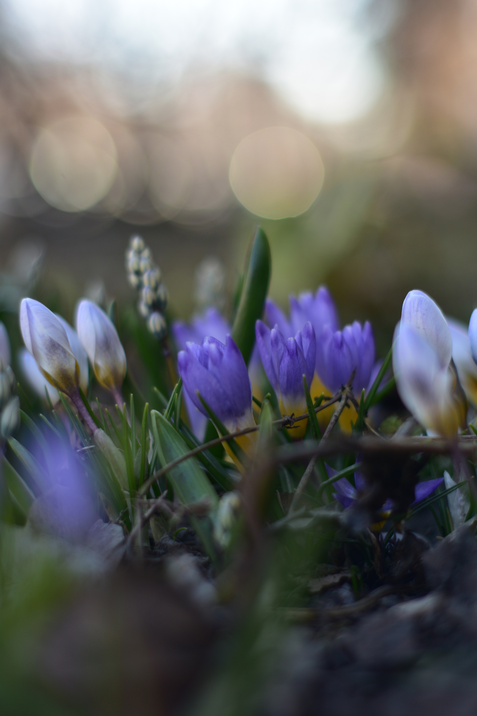 Primroses - My, Flowers, Spring, Nikon d3400, Yongnuo 50mm, Beginning photographer, Longpost