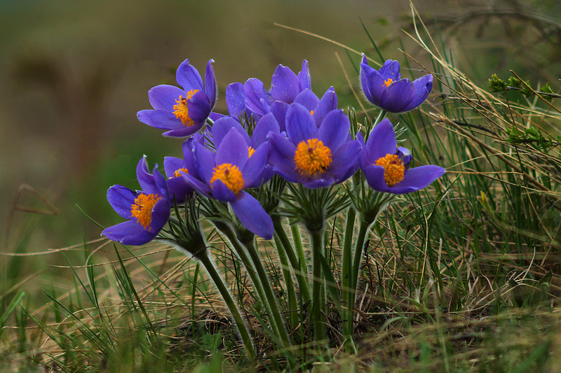 Spring flowers of my small Motherland - My, Spring, Wildflowers, Longpost