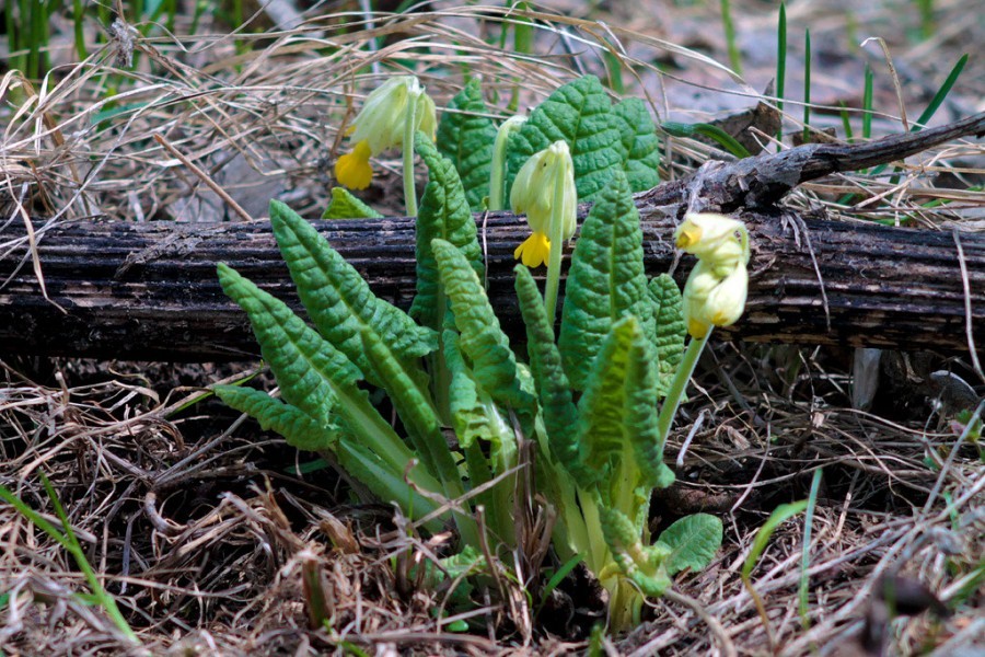 Spring flowers of my small Motherland - My, Spring, Wildflowers, Longpost