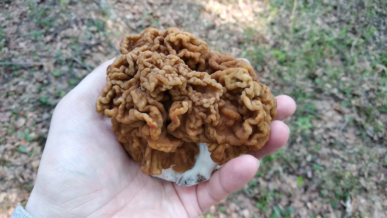 First mushrooms - My, Mushrooms, Spring