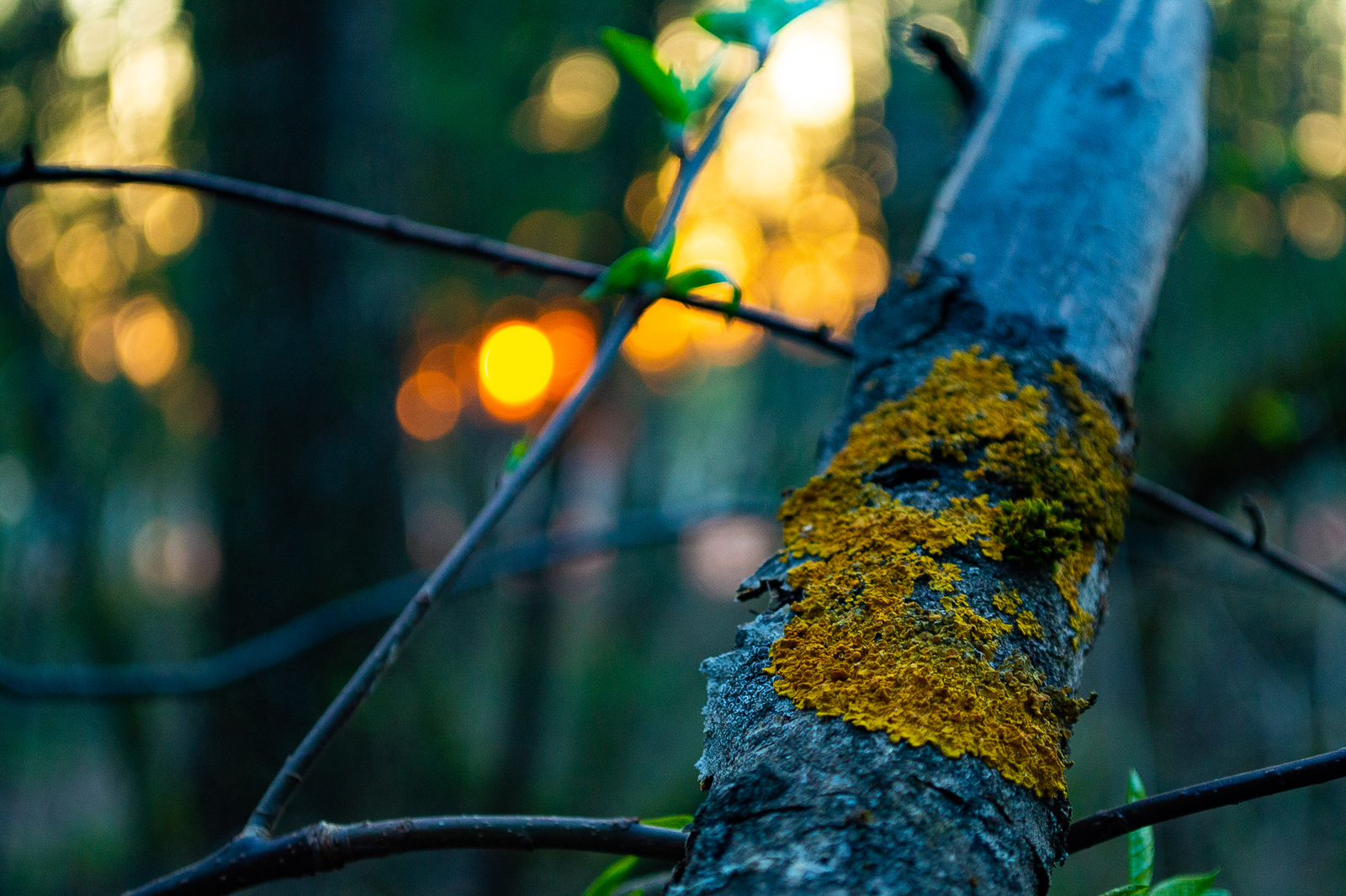 Evening walk in the forest - My, The photo, Nikon, Beginning photographer, Критика, Lightroom