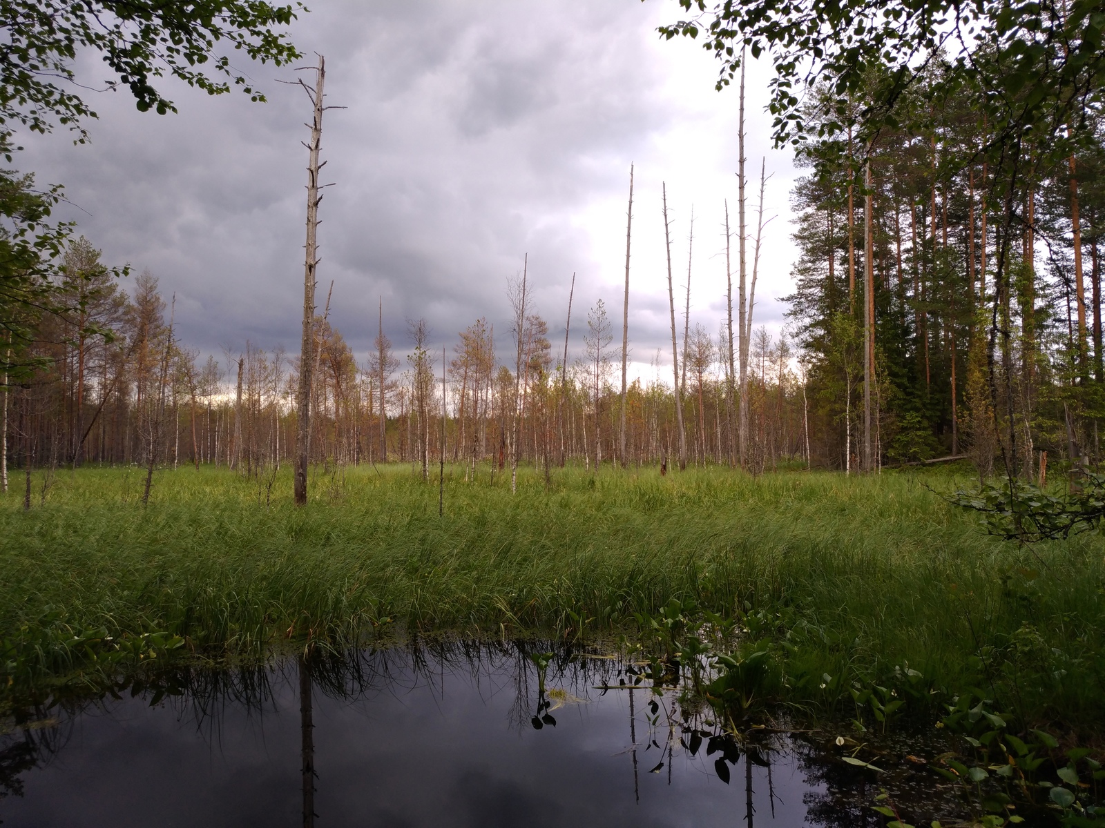 What spring do you have? - My, The photo, Spring, Nature, Forest, Mobile photography, Beginning photographer, Leningrad region