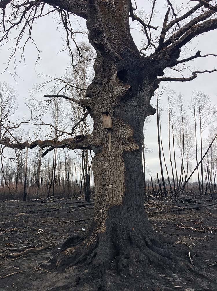 Forest after a 6-day fire - Fire, Forest, Republic of Belarus, Longpost