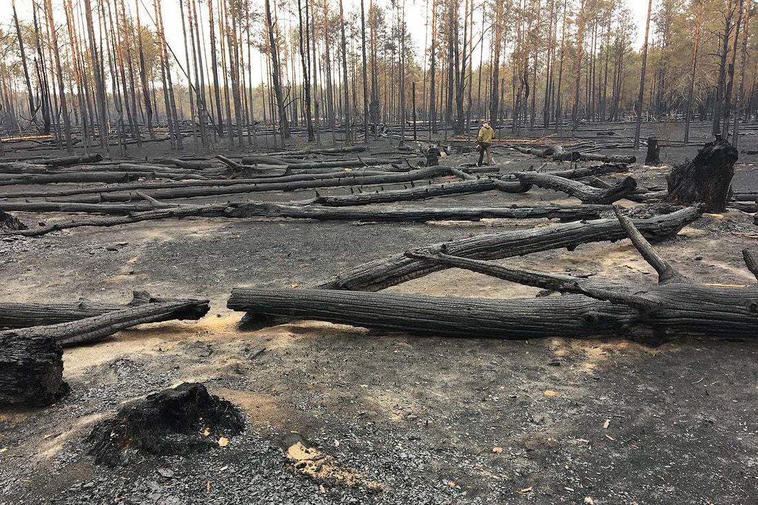 Forest after a 6-day fire - Fire, Forest, Republic of Belarus, Longpost