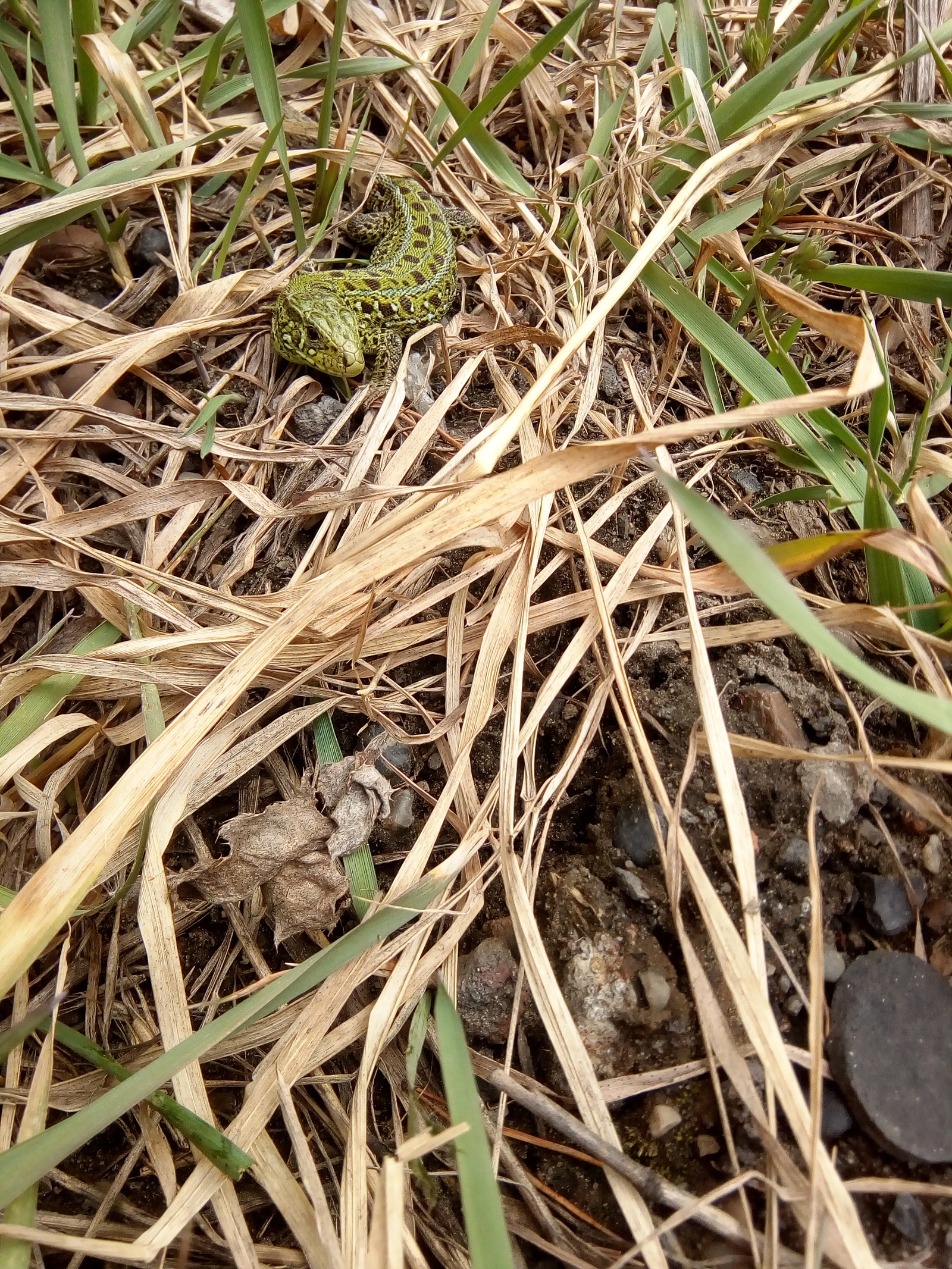 Basking in the sun - My, Lizard, Spring