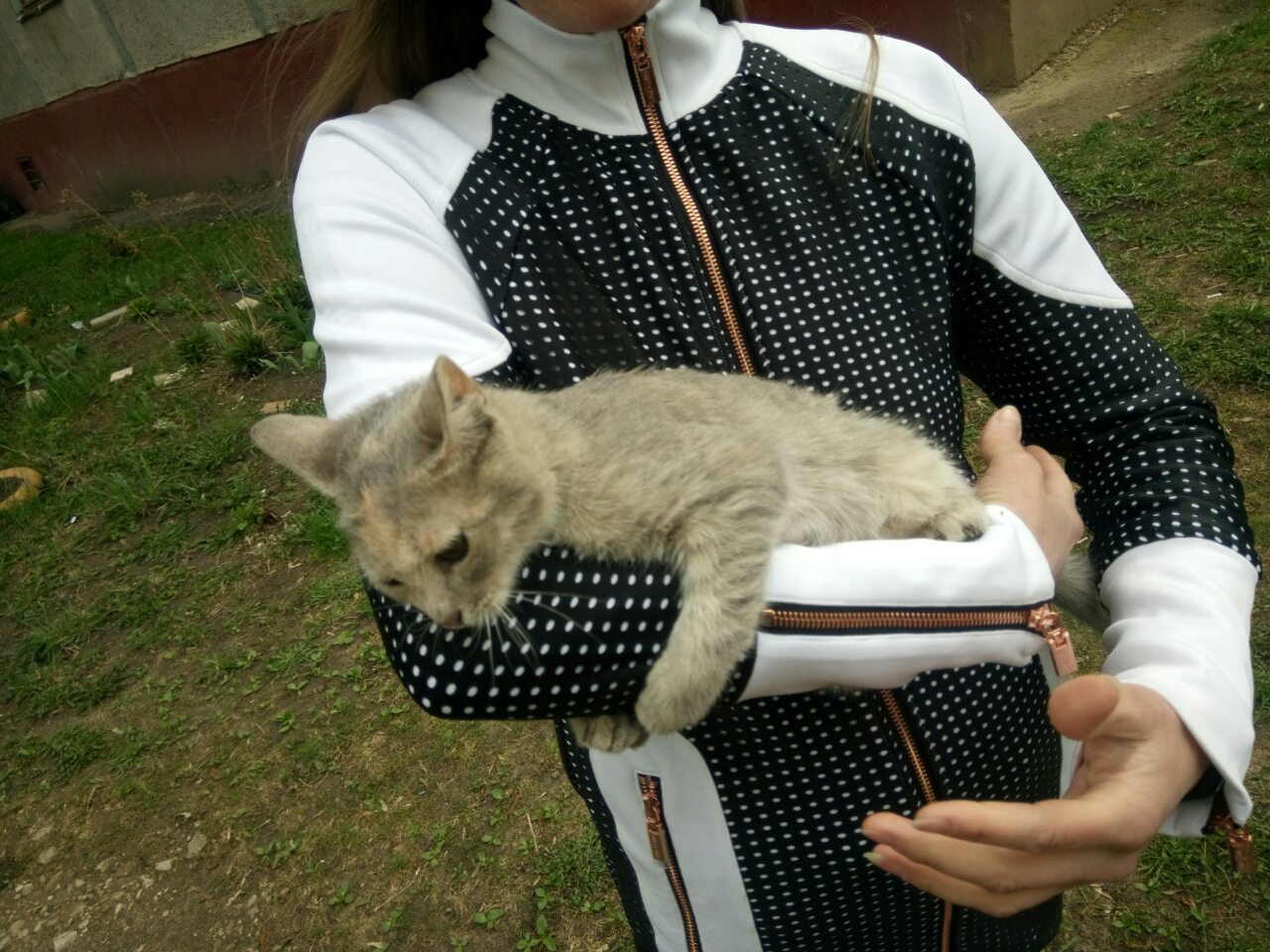 Cats of Nizhny Novgorod - My, Kittens, Nizhny Novgorod, In good hands, Good people, Animals, Longpost, cat