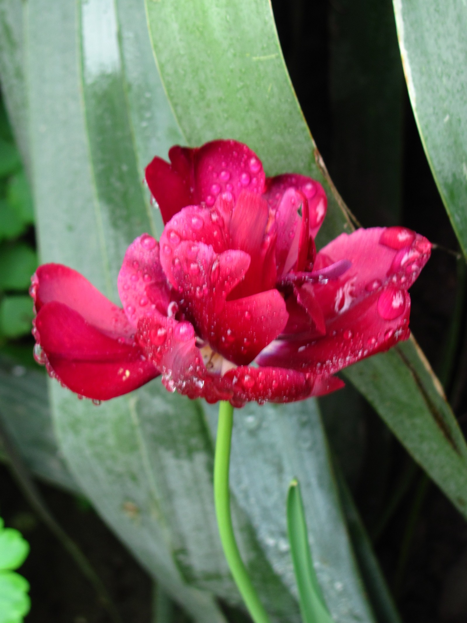 tulip paradise - My, Tulips, Bloom, Spring, Longpost