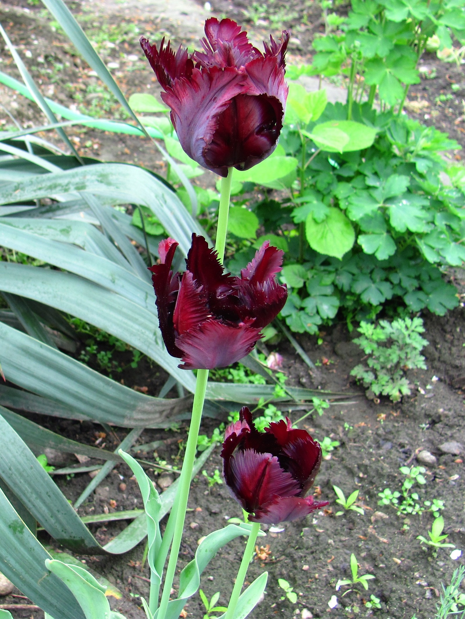 tulip paradise - My, Tulips, Bloom, Spring, Longpost