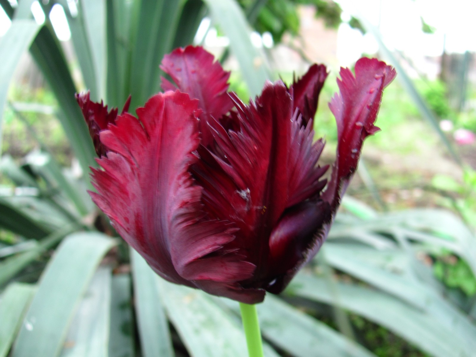 tulip paradise - My, Tulips, Bloom, Spring, Longpost