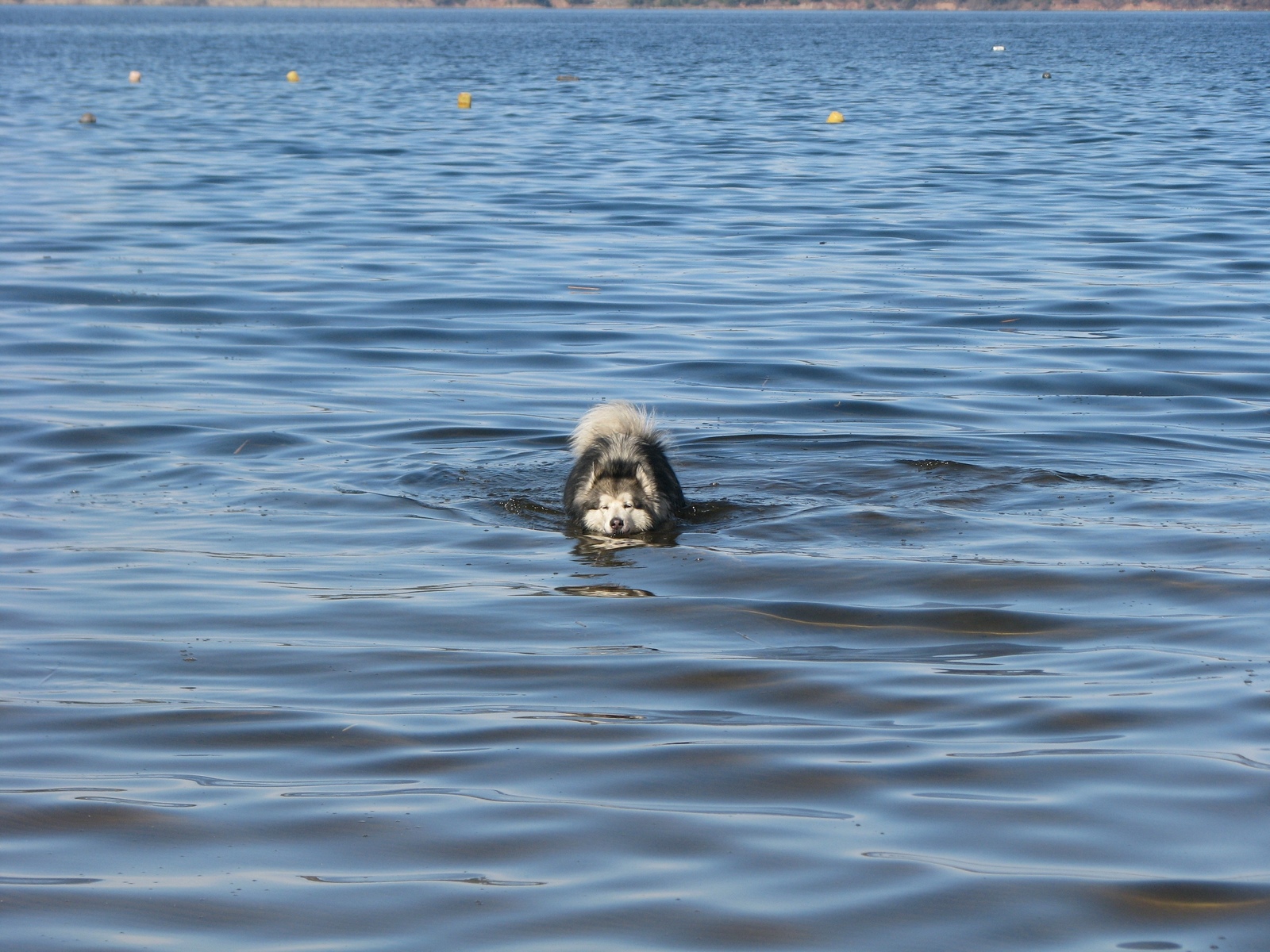 Swims like a walrus. - My, Dog, Spring