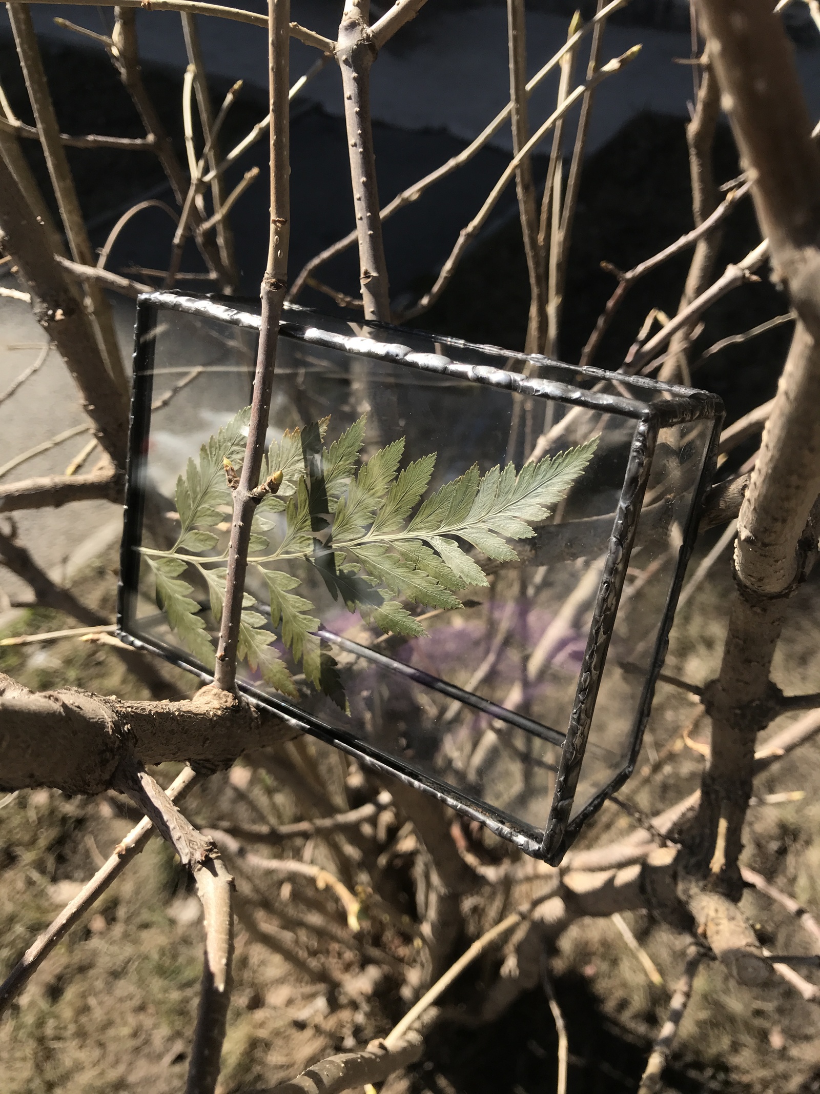 Herbarium box - My, Glass, Casket, Tiffany, With your own hands, Needlework without process, Herbarium, Longpost