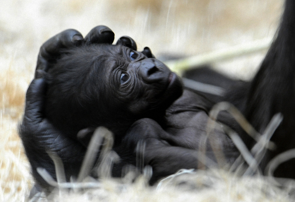 Cubs and their mothers part 2 - Animals, Longpost, Fauna