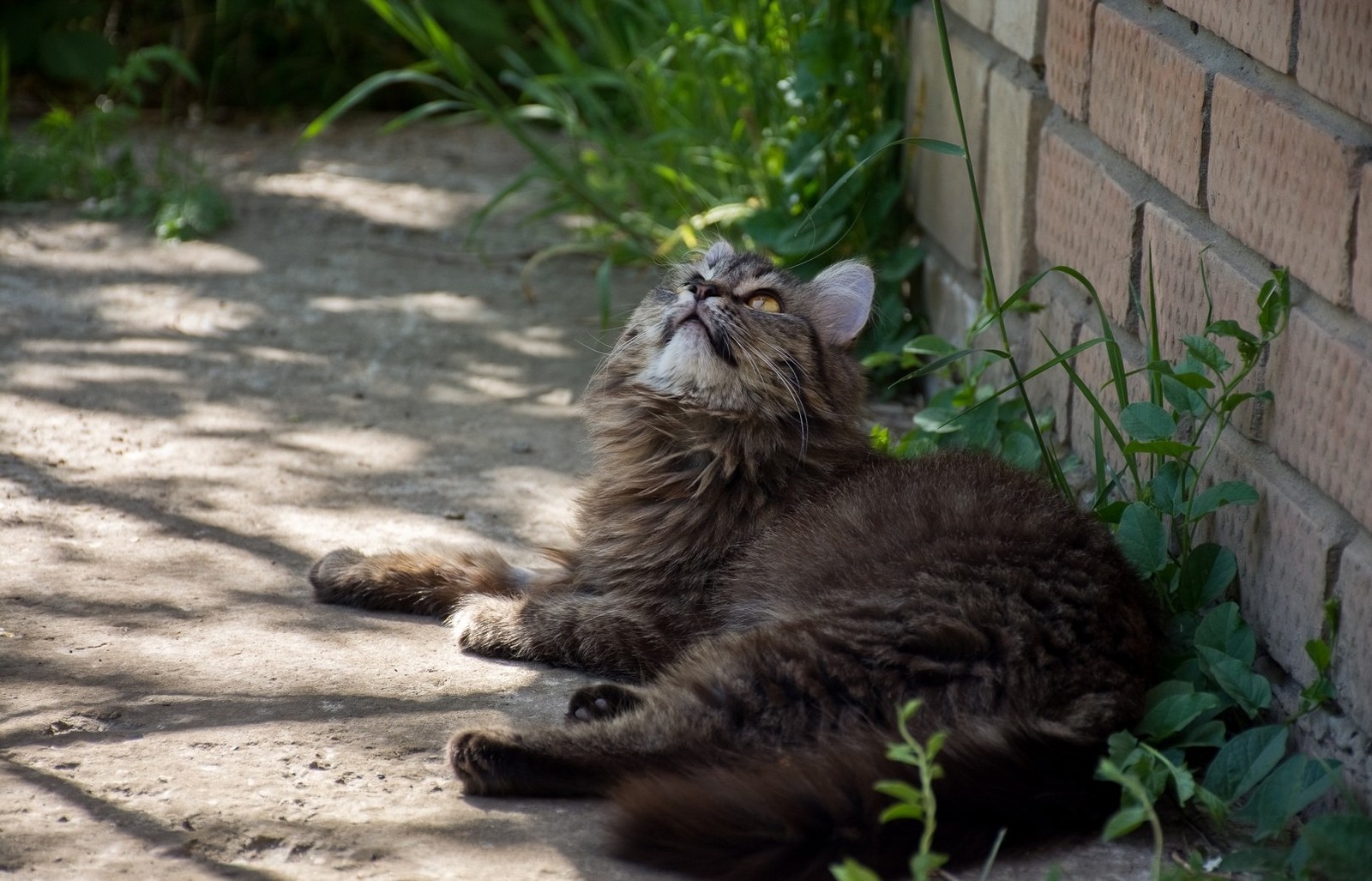 Cutlet - My, cat, Foundling, Longpost