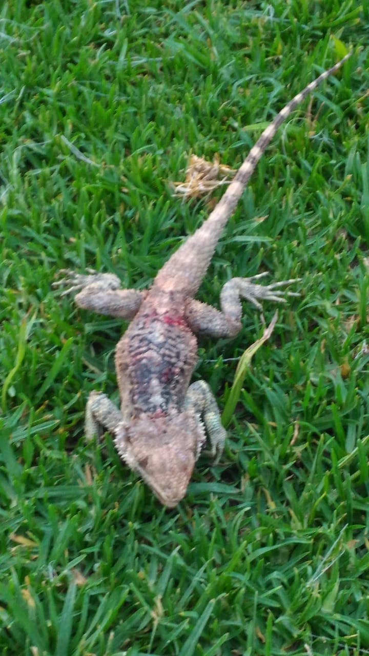 Huntress - My, Cyprus, Lizard, Longpost, cat, Hunter