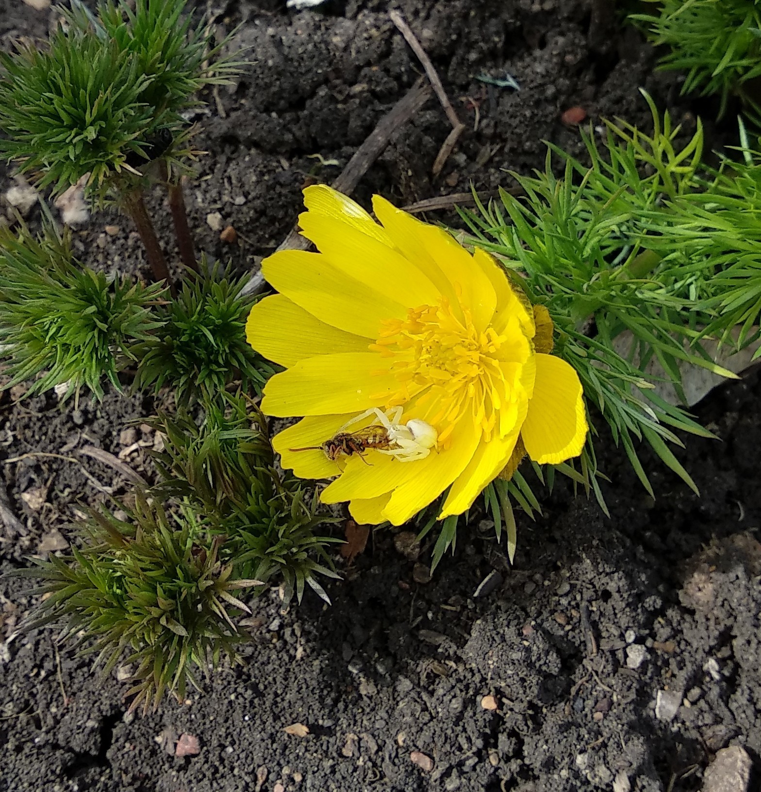 Gotcha! - My, Spider, Nature