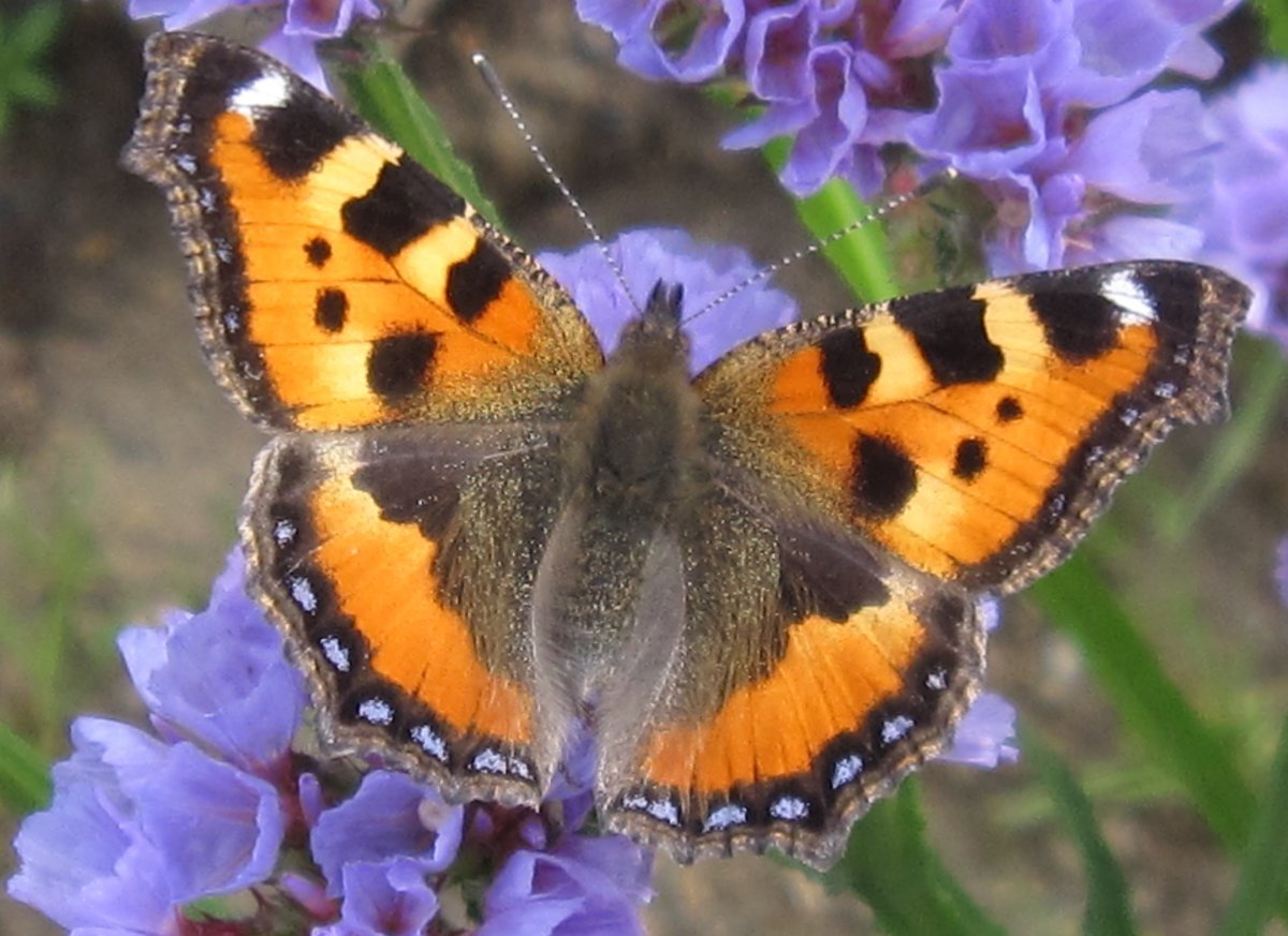 The most spring butterfly - Transbaikalia, Nature, Longpost