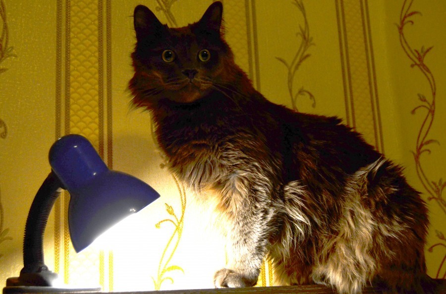 Cat and lamp - My, cat, Cat with lamp, The photo