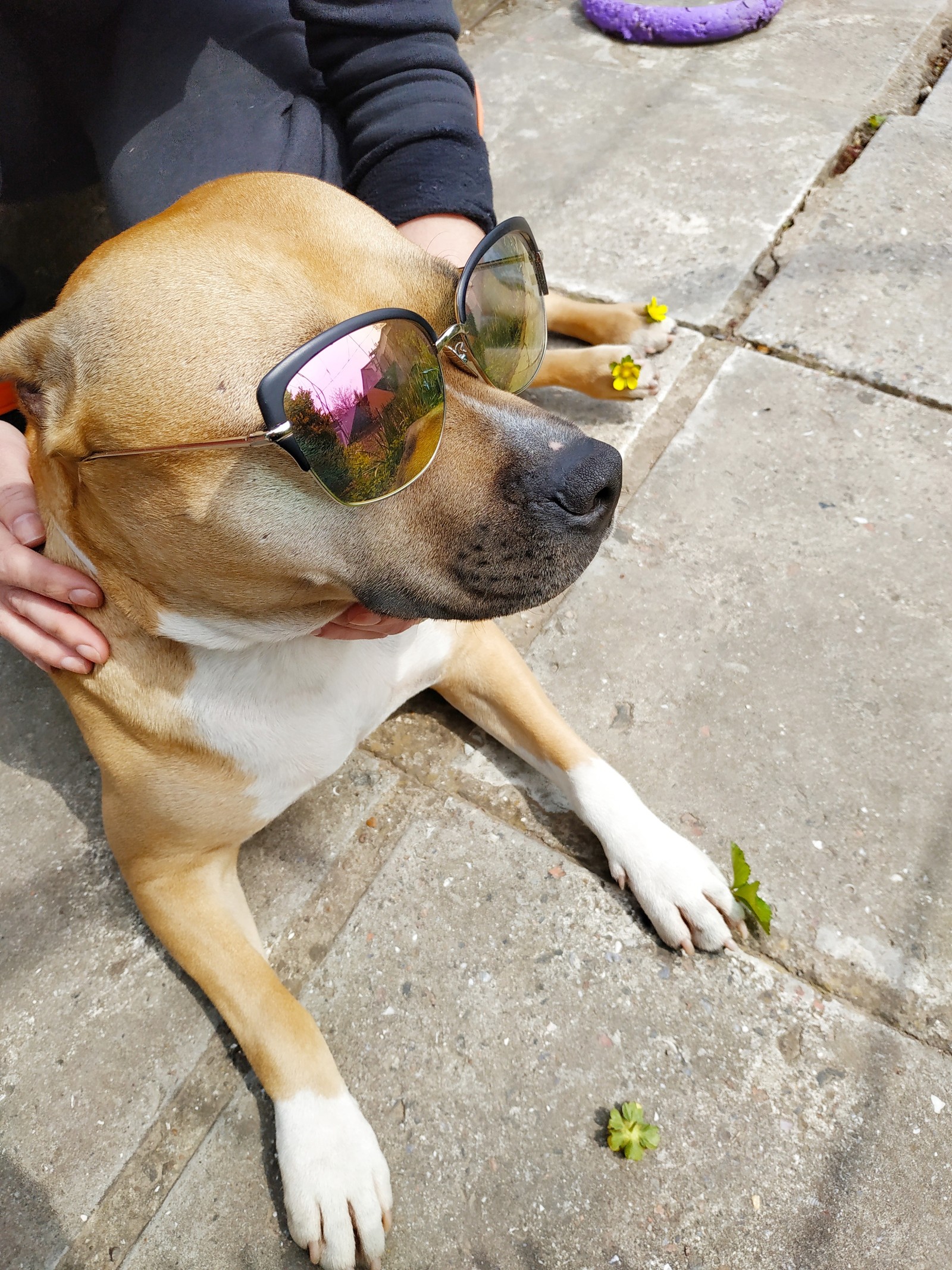 Summer resident) - My, Amstaff, Dog, Mayevka, Dacha, Longpost