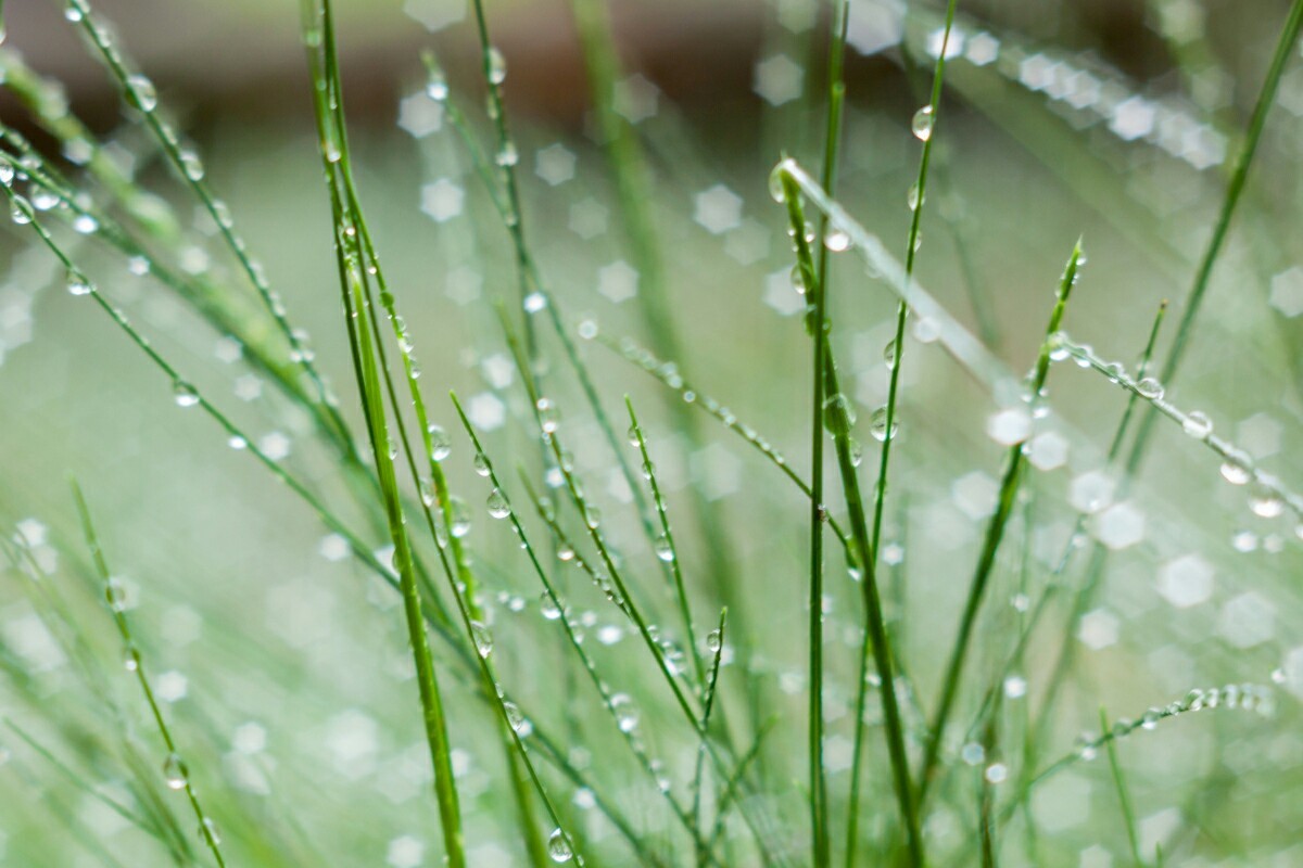 In the forest after the rain - My, The photo, Forest, Plants, Longpost