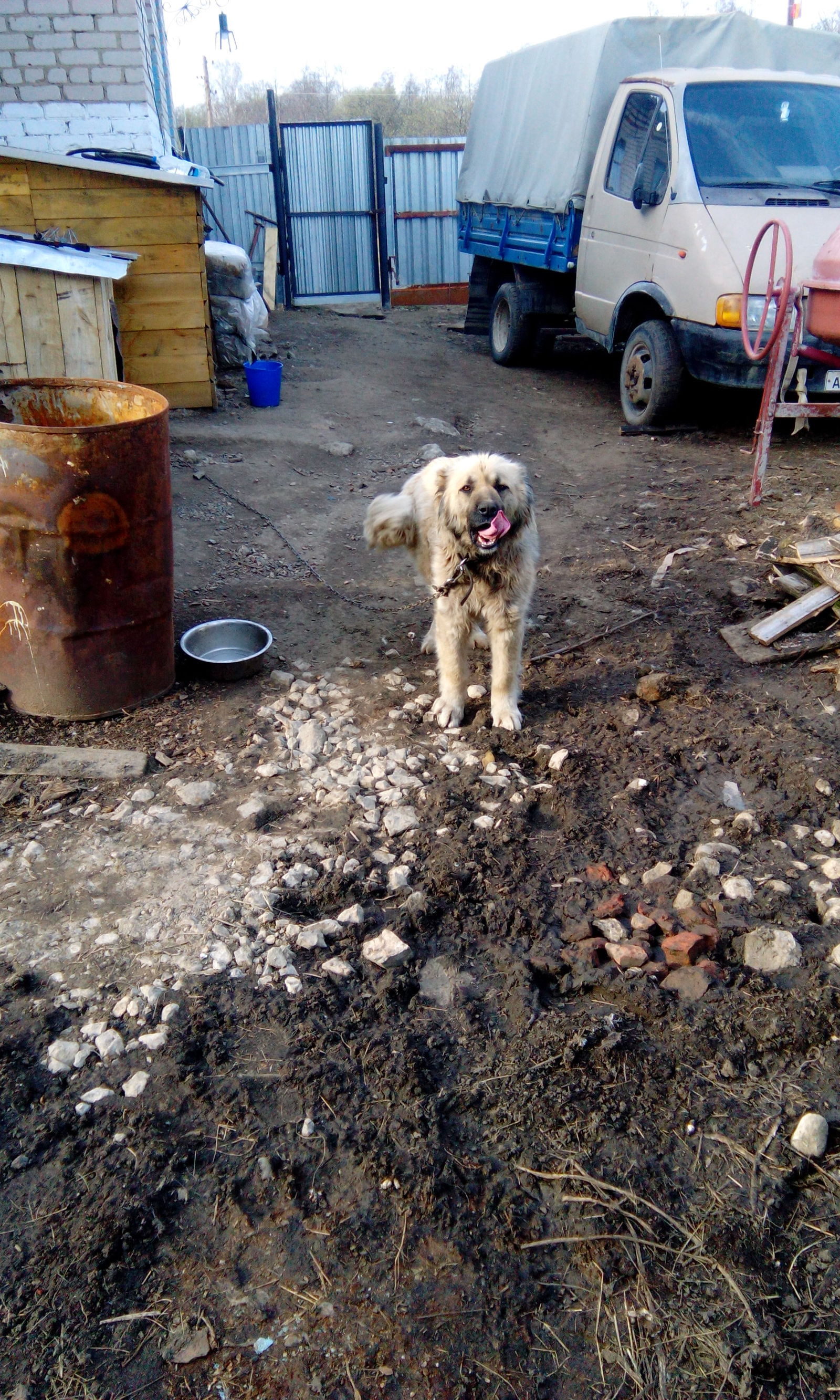 Lisitsyn house -10 - My, Village, Animals, Livestock, Longpost