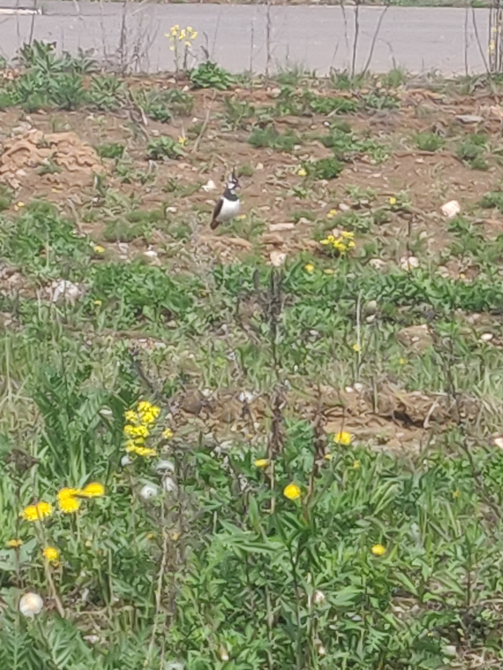 Not known birds - My, What kind of bird?, Moscow, A loss, Longpost