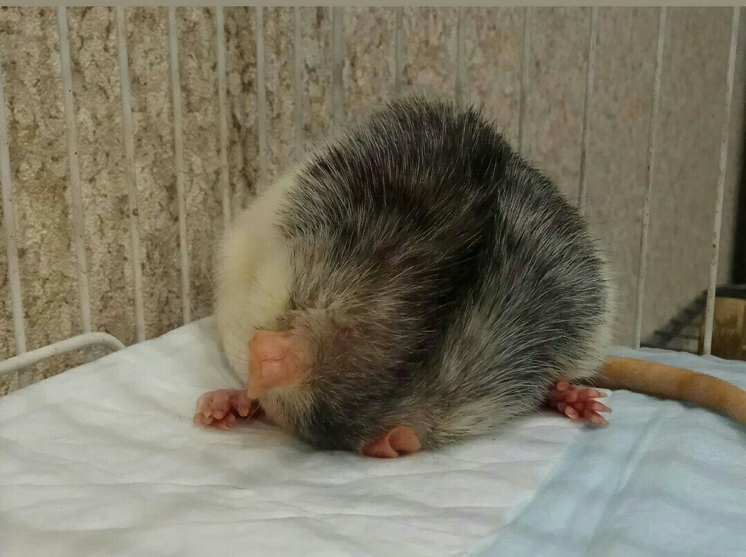 Ratyoga - My, Rat, Decorative rats, Pet, Pets