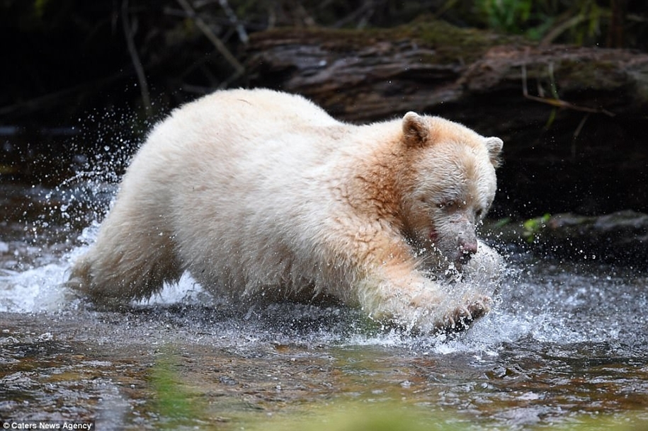 Phantom of the Forest: Kermode bear hit the photographer's lens - The Bears, Unusual, Animals, Longpost, Kermod bear