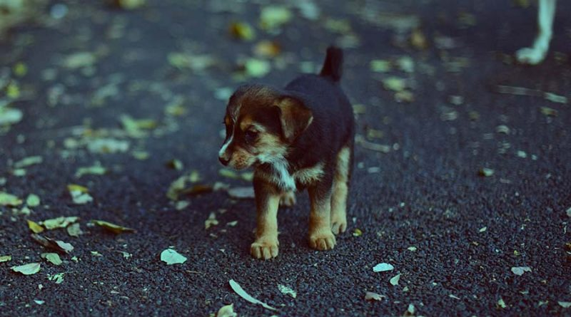 A Norwegian woman has died of rabies after picking up a stray puppy while on vacation. - Health, Norway, Rabies, Dog, Tourism, Beautiful girl, Longpost, Negative
