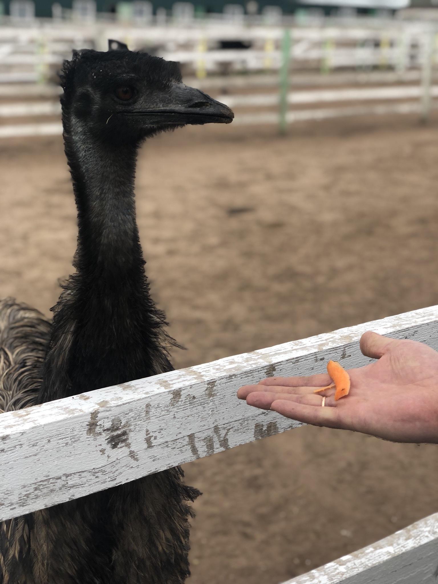 Ostrich Farm - My, Ostrich, Ostrich Farm, GIF, Longpost