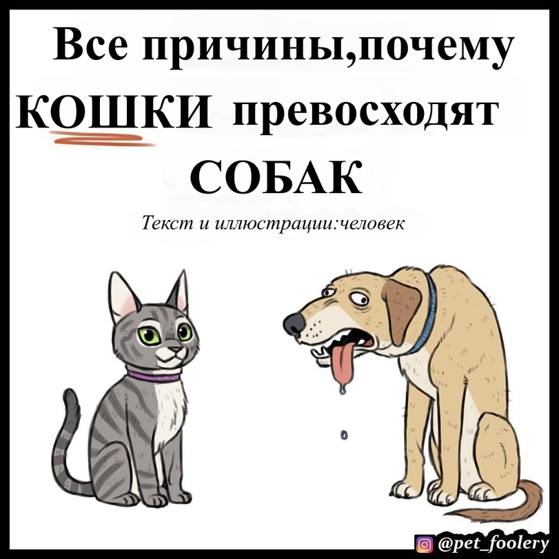 10 причин, почему кошки лучше, чем собаки | MAXIM