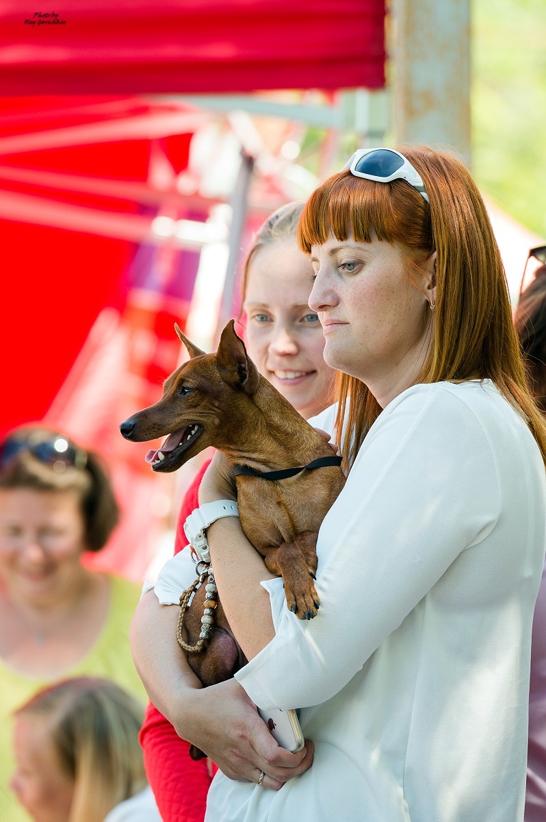 Another series of reportage pictures from dog shows that took place in the South of Russia in 2018, pleasant viewing))) - My, Dog, Dogs and people, Dog show, Dog days, Dog lovers, Animalistics, Longpost