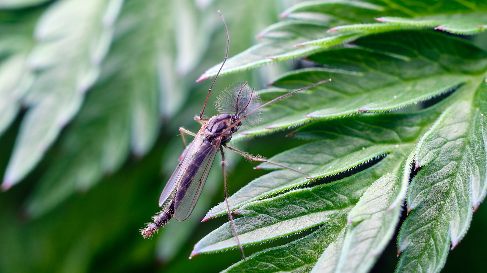 Macro - My, Macro, Insects, The photo, Longpost, Macro photography